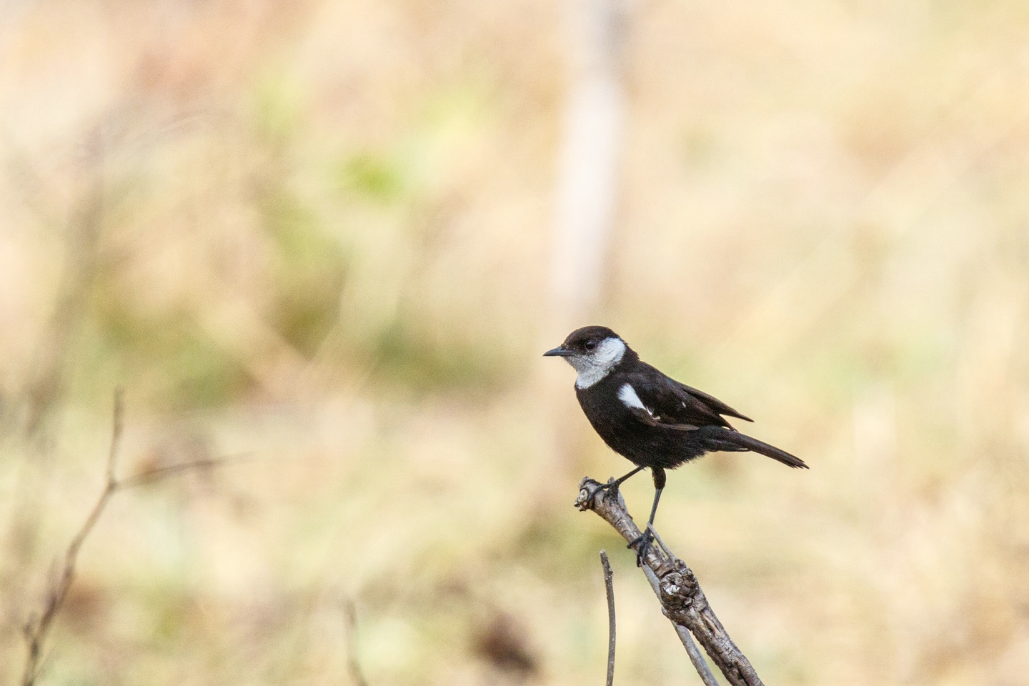 Ruaha Chat